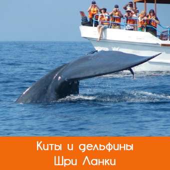 Наблюдение китов и дельфинов в Шри Ланке
