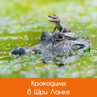 Крокодилы в Шри-Ланке: виды, описание