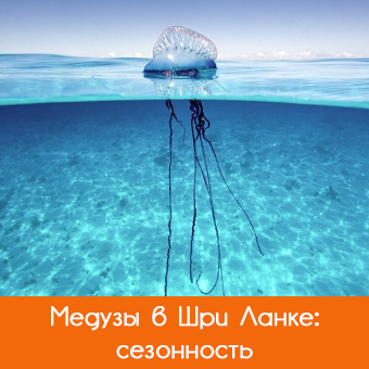 Медузы в Шри-Ланке: сезоны, первая помощь