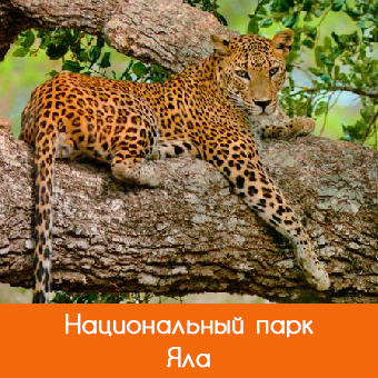 Национальный парк Яла (Yala)