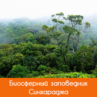 Синхараджа (Sinharaja): дождевой лес