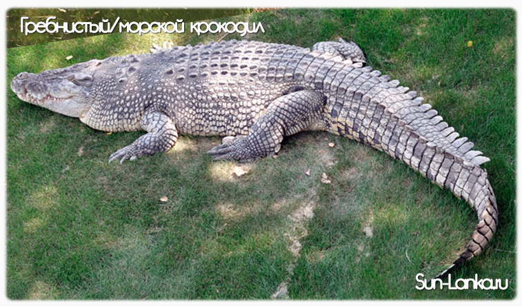 Морской крокодил, Шри-Ланка Морской крокодил, Шри-Ланка